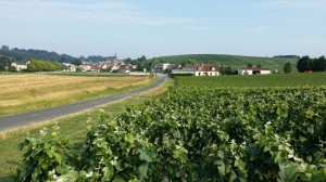 Vignoble du Petit Morin (Etoges)