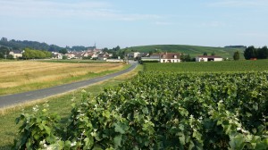 Vignoble du Petit Morin (Etoges)