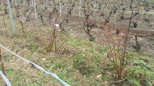 Arbustes plantés parmi les rangs de ceps