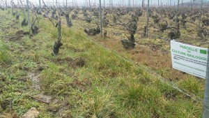 Parcelle certifiée Ecocert Mouzon Leroux