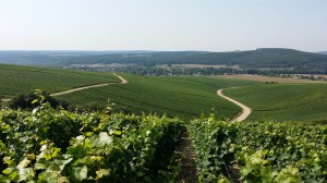 Vignoble de Buxeuil (Côte des Bar)